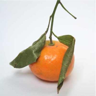����� ���� ����� ������� Citrus clementina.